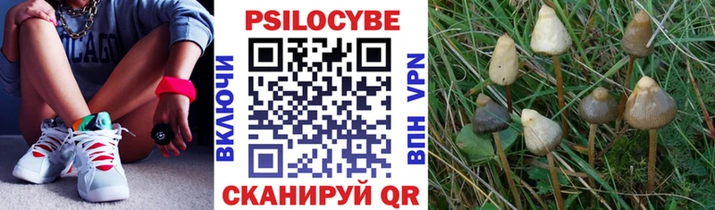 Галлюциногенные грибы Psilocybe Черемхово